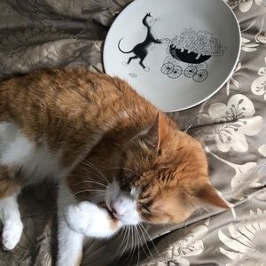 Vintage cat plate Dubout 2001.